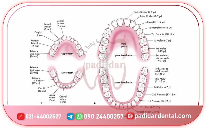 شماره دندان ها