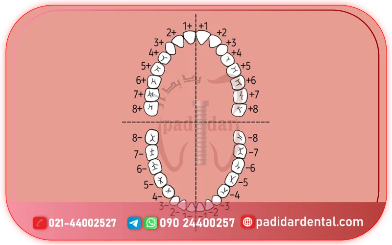 شماره دندان ها